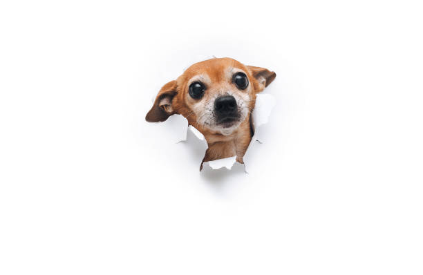 istock Funny small bug-eyed muzzle. The head of old dog through a hole on a white torn paper background. Russian Toy Terrier. Horizontal image, copy space, isolated. Concept of spy, curiosity and snoop. 1349235127