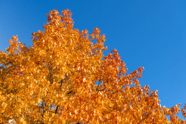 istock Fall yellow - orange maple tree top on blue sky background in sunny day 1349235450