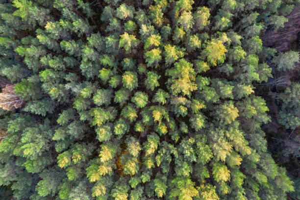 istock Directly above full frame shot of forest in autumn 1349239144