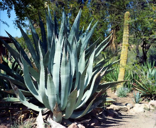 istock Century plant cactus 1349239158