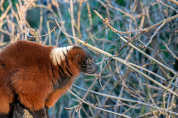 istock Red Ruffed Lemur At Artis Zoo Amsterdam The Netherlands 1349239243