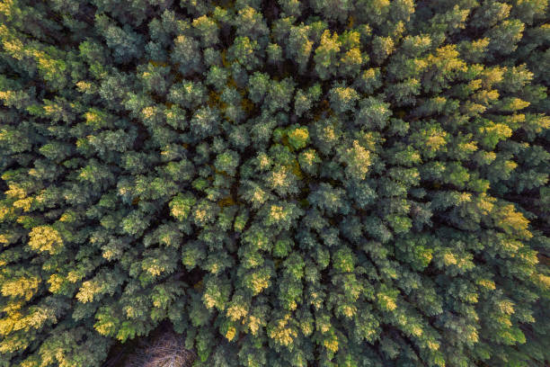 istock Directly above full frame shot of forest in autumn 1349239424