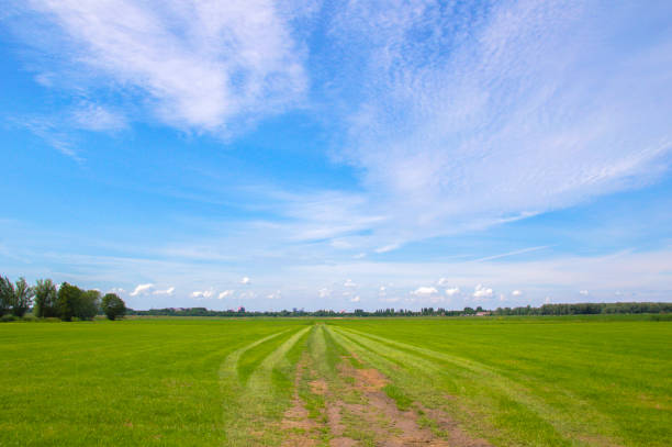 straight country road and farm with green meadows in national park weerribben wieden near Giethoorn in the netherlands under blue summer sky