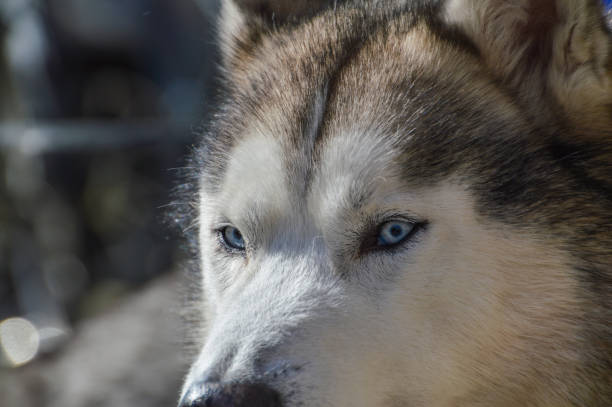 istock Close Up Of A Husky 1349240520