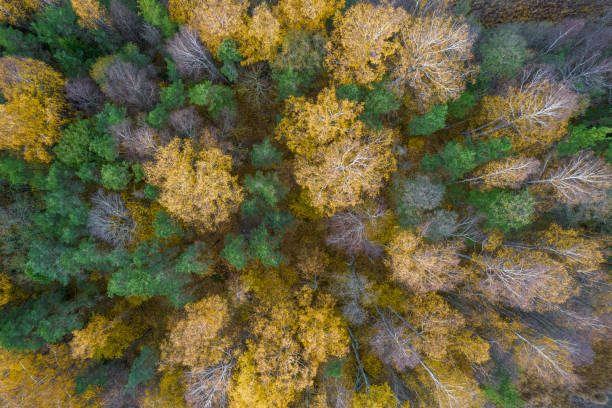 istock Directly above full frame shot of forest in autumn 1349240625