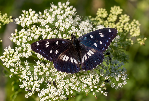 Butterfly in nature, Scientific name; Limenitis reducta (Turkish name; Akdeniz Hanimeli kelebegi)