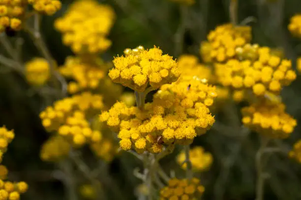 Close up view of helichrysum arenarium, immortel, dwarf everlast sunny yellow flowers on blurred natural background. Selected focus. Beauty of nature