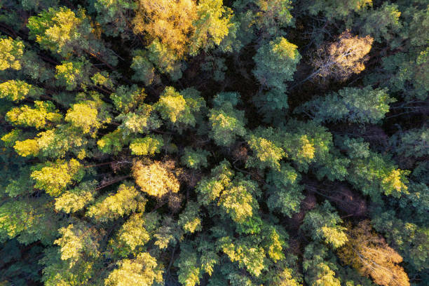 istock Directly above full frame shot of forest in autumn 1349240864
