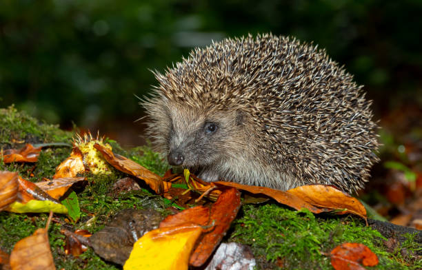 istock Wild, native hedgehog in rainy Autumn weather, facing left. 1349240901