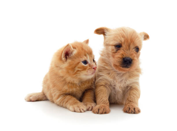 istock Little cat and puppy. 1349241721