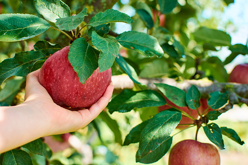 Farmer harvests apples. female hand picks ripe apple from branch of tree.