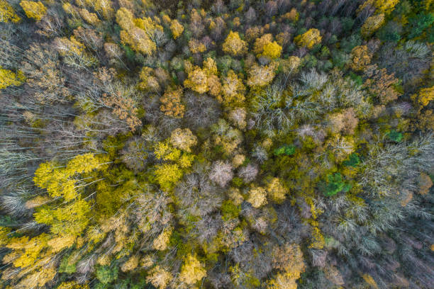 istock Directly above full frame shot of forest in autumn 1349242543