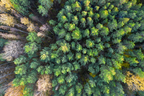 istock Directly above full frame shot of forest in autumn 1349243326