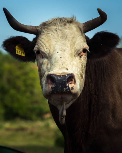 istock Portrait of a cow 1349245452