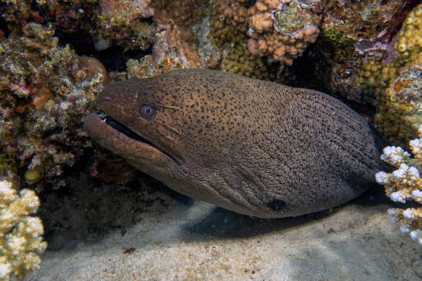 istock A Giant Moray Eel (Gymnothorax javanicus) in the Red Sea 1349245603
