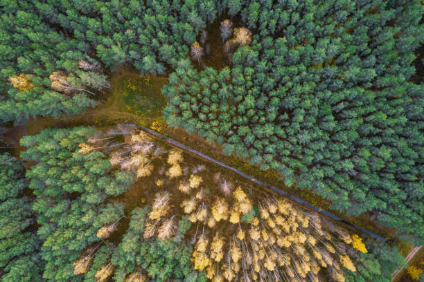 istock Directly above full frame shot of forest in autumn 1349246194