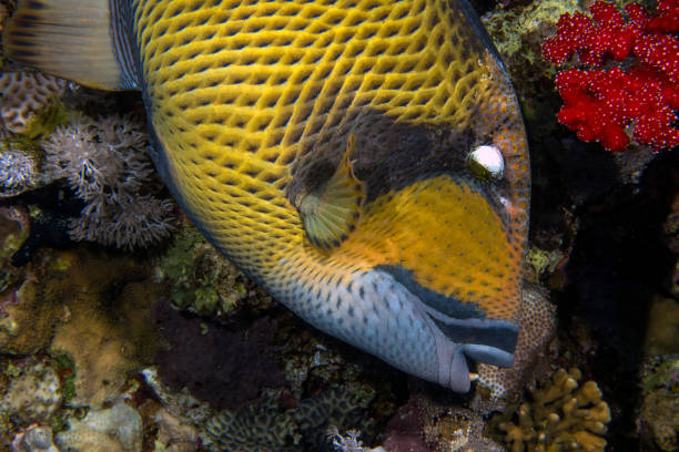 un poisson-déclencheur titan (balistoides viridescens) dans la mer rouge - red sea taba sand reef photos et images de collection