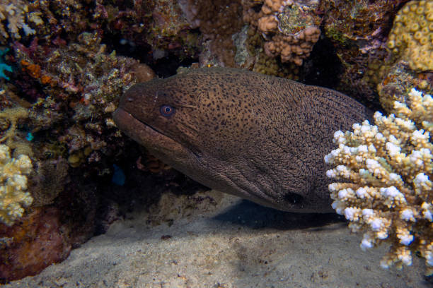 istock A Giant Moray Eel (Gymnothorax javanicus) in the Red Sea 1349246264