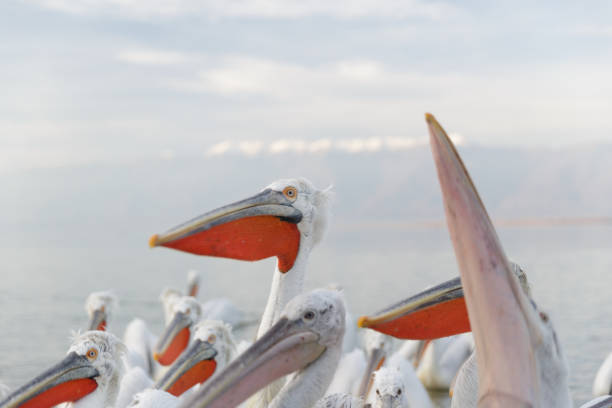 istock Image of Dalmatian pelicans 1349246425