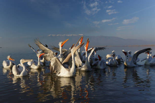 istock Image of Dalmatian pelicans 1349246487