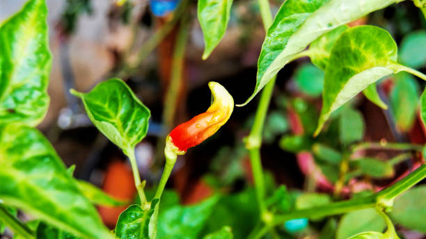 istock chili tree as an ornamental plant 1349246613