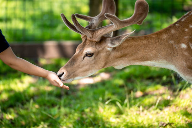 istock Fallow deer eats from the hand of a child 1349246671