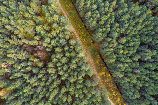 istock Drone view of road and forest in golden time 1349246775