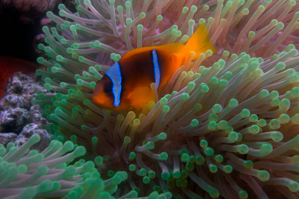istock A Red Sea Anemonefish (Amphiprion bicinctus) in Egypt 1349246779