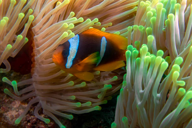 istock A Red Sea Anemonefish (Amphiprion bicinctus) in Egypt 1349246793
