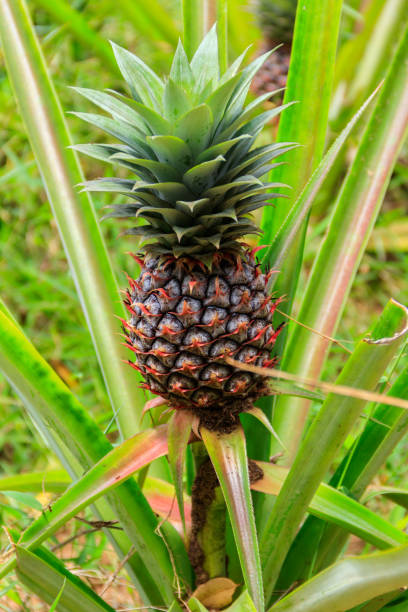 istock Pineapple plant with unripe fruit growing in the garden 1349247136