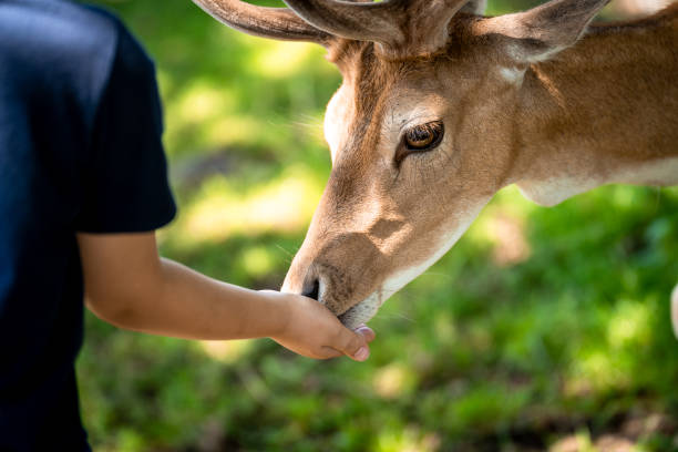 istock Child feeds fallow deer by hand in the park 1349247140