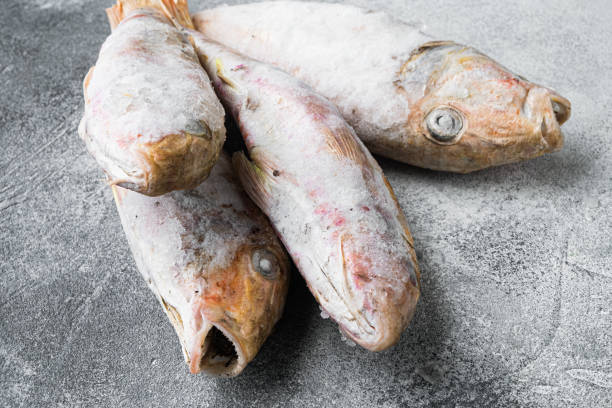 istock Frozen Goatfish raw fish, on gray stone table background 1349248581