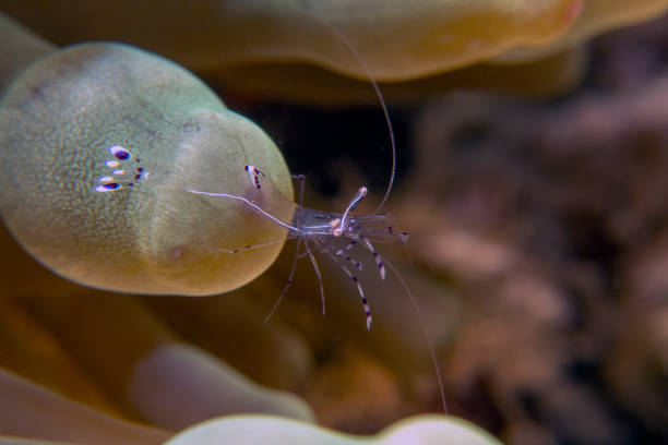 istock Bruun's Cleaning Partner Shrimp (Urocaridella antonbruunii) in the Red Sea 1349248757