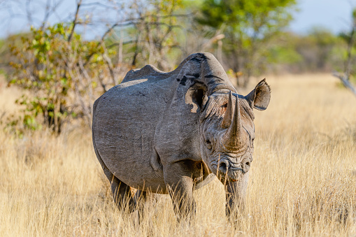 Black rhino in Etosha, Namibia
