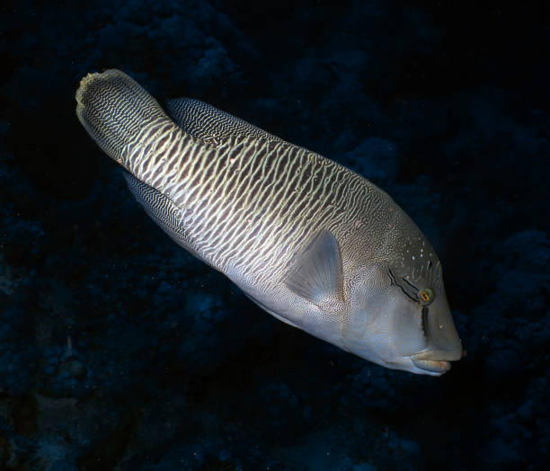 istock A Napoleon Wrasse (Cheilinus undulatus) in the Red Sea 1349249363
