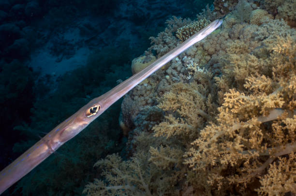 Bluespotted Cornetfish (Fistularia commersonii) in the Red Sea, Egypt Bluespotted Cornetfish (Fistularia commersonii) in the Red Sea, Egypt smooth cornetfish stock pictures, royalty-free photos & images