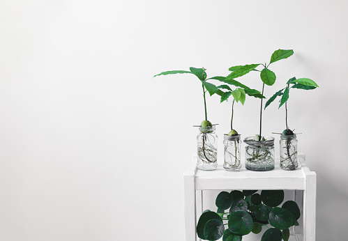 Avocado sprouts in glass bottles and Chinese money plant or Pilea on a white table, connecting with nature and home gardening concept with copy space