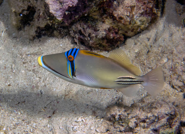 istock A Picasso Triggerfish (Rhinecanthus aculeatus) in the Red Sea, Egypt 1349249504