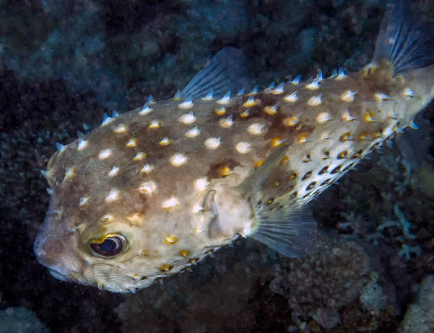 istock A Yellow-spotted Burrfish (Cyclichthys spilostylus) in the Red Sea 1349249538