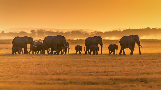Wild african animals shot at Ambroseli National Park, Kenya