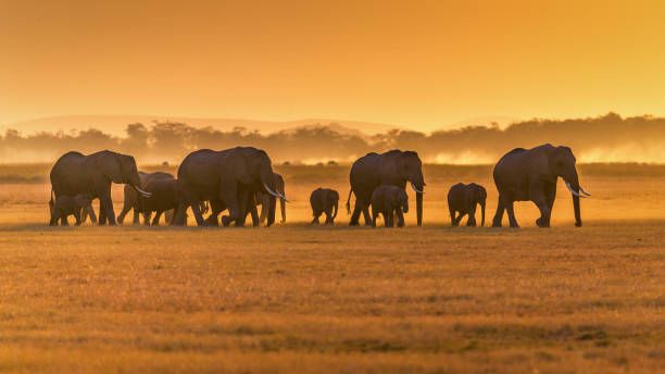 Elephants in Amboseli Wild african animals shot at Ambroseli National Park, Kenya serengeti national park stock pictures, royalty-free photos & images