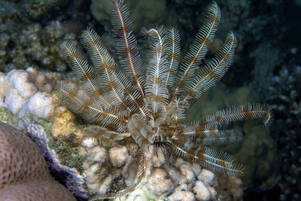 étoile à plumes (crinoidea sp.) dans la mer rouge - crinoid photos et images de collection