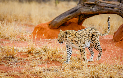Cheetah on termite mound under acacia tree in Kenya