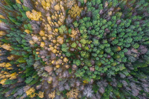 istock Directly above full frame shot of forest in autumn 1349249942
