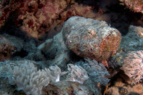 A Devil Scorpionfish (Scorpaenopsis diabolus) in the Red Sea