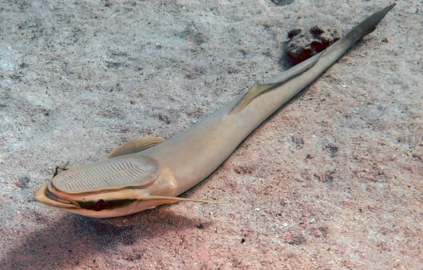 istock A Striped Remora (Echeneis naucrates) in the Red Sea 1349250762