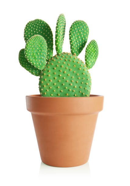 cactus opuntia in vaso di terracotta isolato su fondo bianco. - cactus foto e immagini stock