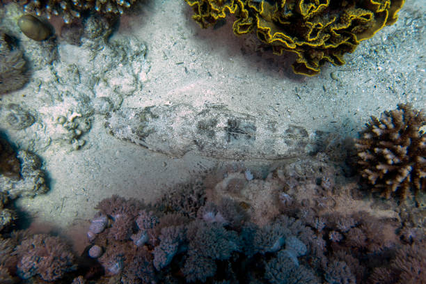 A Crocodilefish (Papilloculiceps longiceps) in the Red Sea