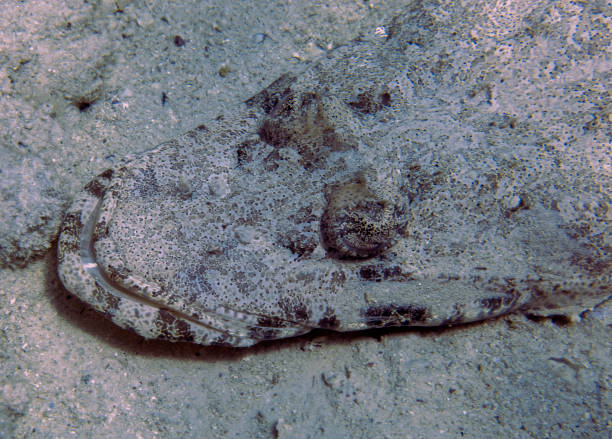 istock A Crocodilefish (Papilloculiceps longiceps) in the Red Sea 1349250975