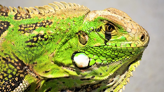 close up iguana green in brazil wild animal
